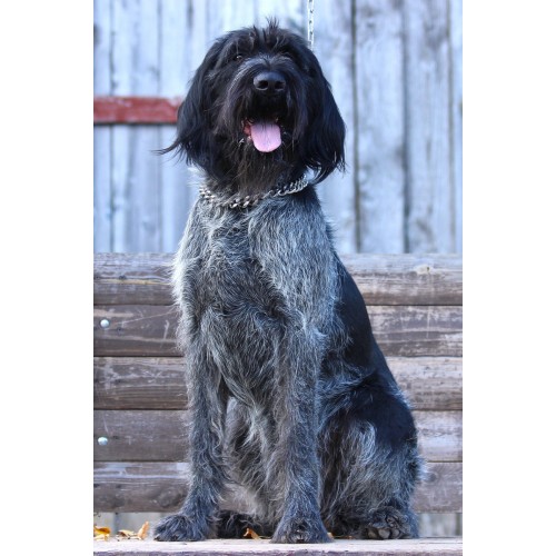 Молодая племенная сука породы дратхаар Виктория Молодая племенная сука породы дратхаар Виктория